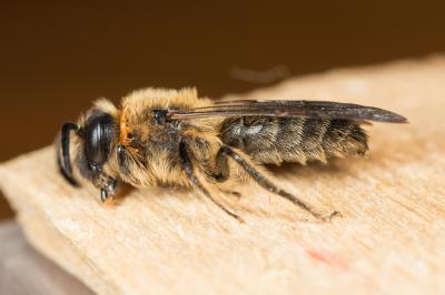  Andrena bimaculata (Kirby, 1802)