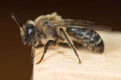 Andrena bimaculata (Kirby, 1802)