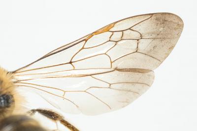  Andrena bimaculata (Kirby, 1802)