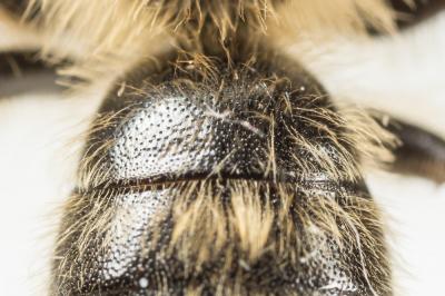  Andrena bimaculata (Kirby, 1802)
