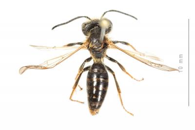  Andrena bucephala Stephens, 1846