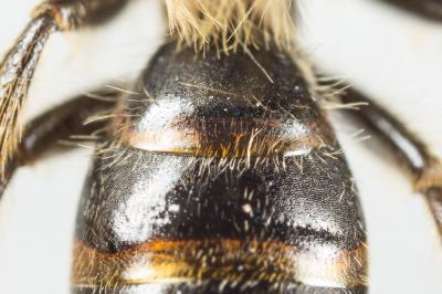  Andrena bucephala Stephens, 1846