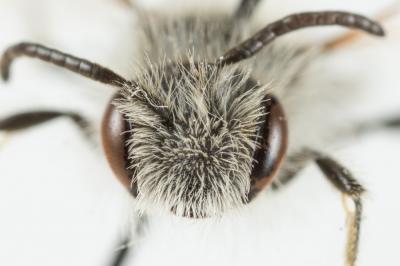  Andrena cinerea Brullé, 1832
