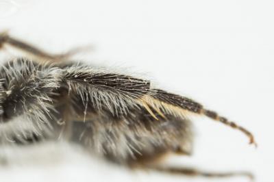  Andrena cinerea Brullé, 1832