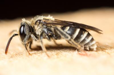  Andrena colletiformis Morawitz, 1874