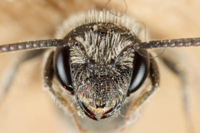  Andrena colletiformis Morawitz, 1874