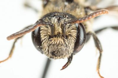  Andrena colletiformis Morawitz, 1874