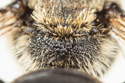  Andrena colletiformis Morawitz, 1874