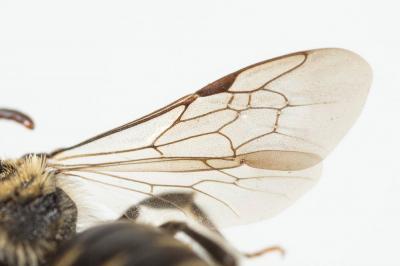  Andrena colletiformis Morawitz, 1874