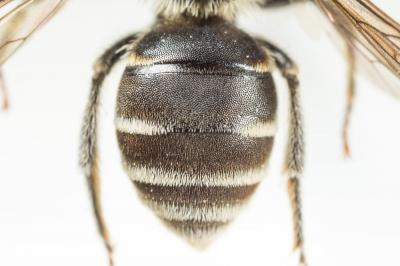  Andrena colletiformis Morawitz, 1874