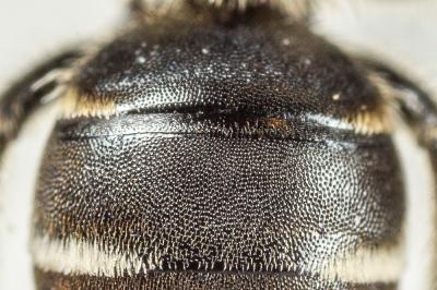 Andrena colletiformis Morawitz, 1874