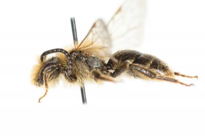  Andrena combinata (Christ, 1791)
