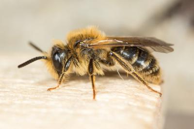  Andrena combinata (Christ, 1791)