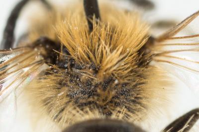  Andrena combinata (Christ, 1791)