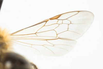  Andrena combinata (Christ, 1791)