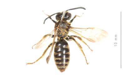  Andrena curvungula Thomson, 1870