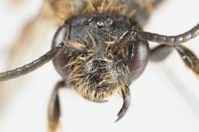  Andrena curvungula Thomson, 1870