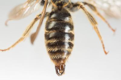  Andrena curvungula Thomson, 1870