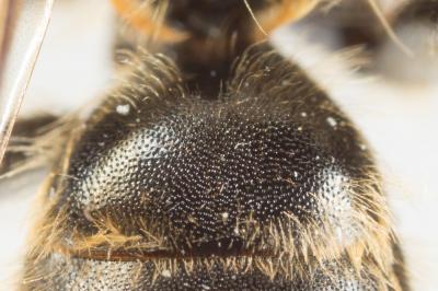  Andrena curvungula Thomson, 1870