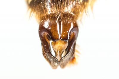 Andrena curvungula Thomson, 1870