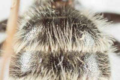  Andrena decipiens Schenck, 1861