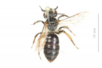  Andrena decipiens Schenck, 1861