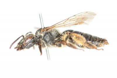  Andrena decipiens Schenck, 1861