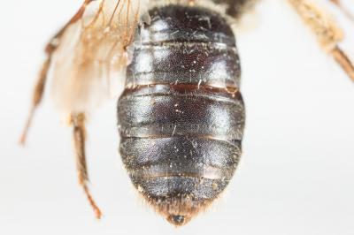  Andrena decipiens Schenck, 1861