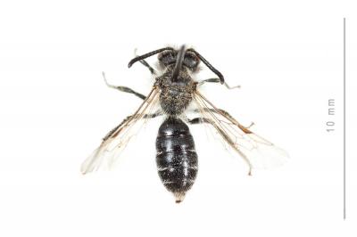  Andrena distinguenda Schenck, 1871