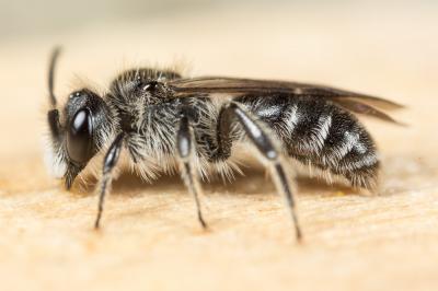  Andrena fabrella Pérez, 1903