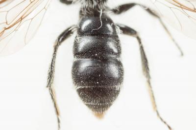  Andrena fabrella Pérez, 1903