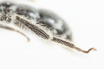  Andrena fabrella Pérez, 1903