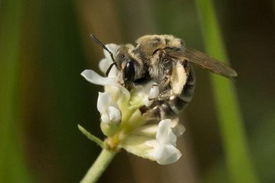  Andrena farinosa Pérez, 1895