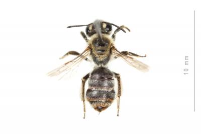  Andrena farinosa Pérez, 1895