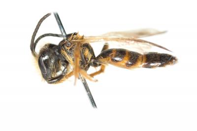  Andrena ferox Smith, 1847