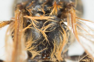  Andrena ferox Smith, 1847