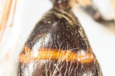  Andrena ferox Smith, 1847