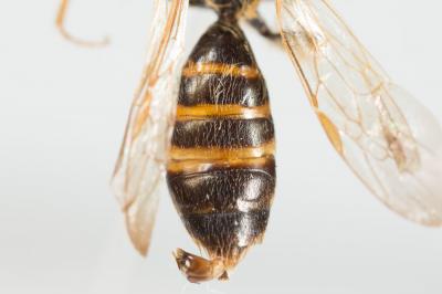 Andrena ferox Smith, 1847