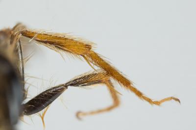  Andrena ferox Smith, 1847