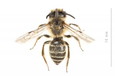  Andrena flavipes Panzer, 1799