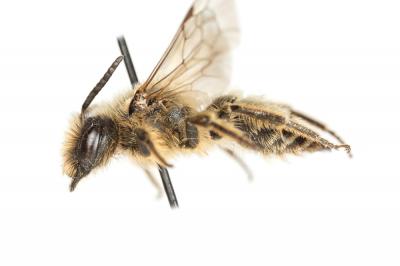  Andrena flavipes Panzer, 1799