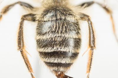  Andrena flavipes Panzer, 1799