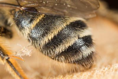  Andrena flavipes Panzer, 1799