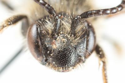  Andrena fulvago (Christ, 1791)