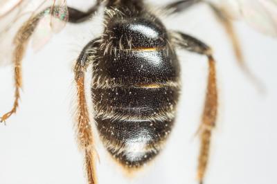  Andrena fulvago (Christ, 1791)