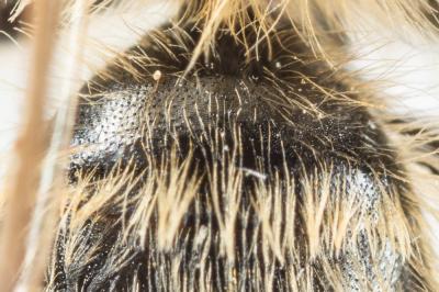  Andrena fulvata Stoeckhert, 1930