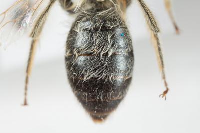  Andrena gravida Imhoff, 1832