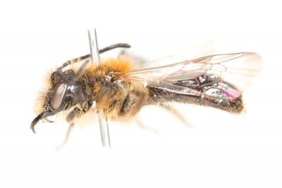  Andrena helvola (Linnaeus, 1758)