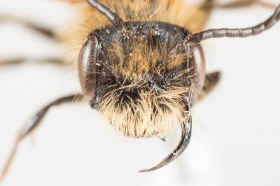  Andrena helvola (Linnaeus, 1758)