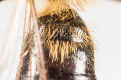  Andrena helvola (Linnaeus, 1758)
